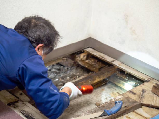 Best Residential Mold Remediation in Sisters, OR