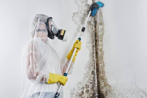 Best DIY Mold Remediation Support Services in Sisters, OR