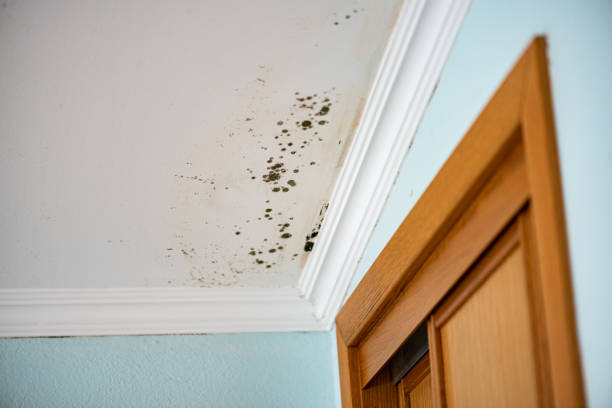 Best Residential Mold Remediation in Sisters, OR