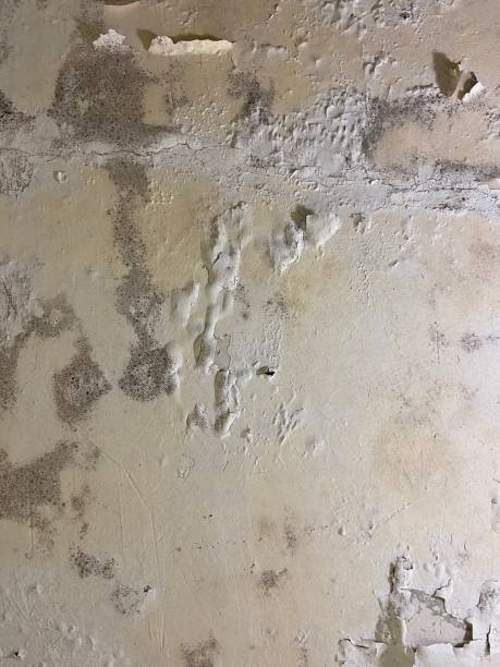 Best Industrial Mold Remediation in Sisters, OR