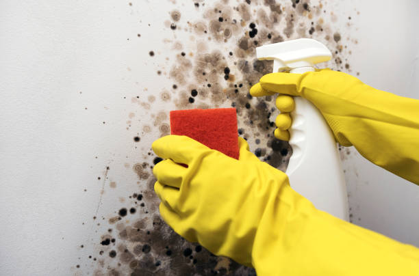 Best White Mold Remediation in Sisters, OR